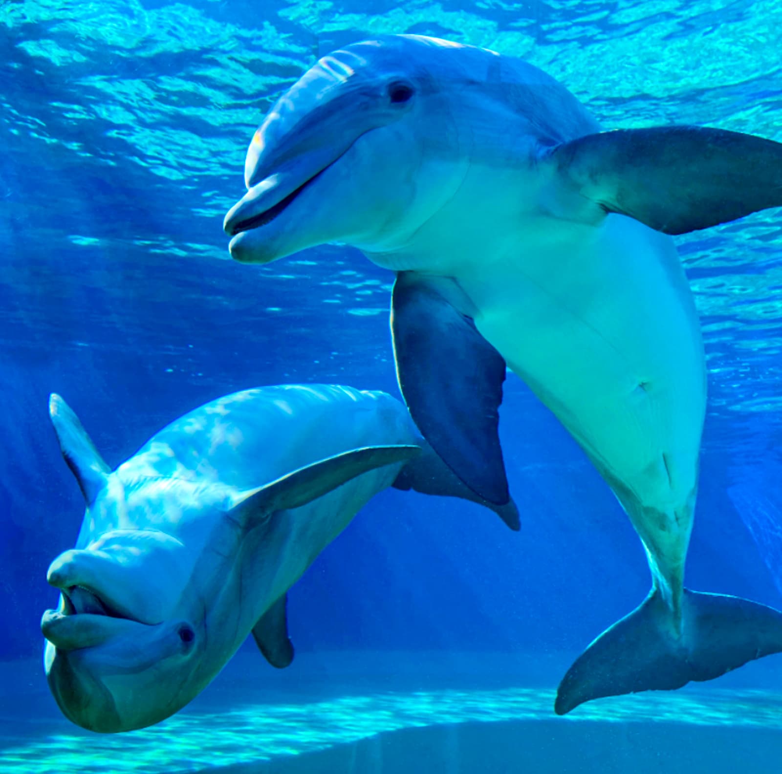 DELFINES Nado con